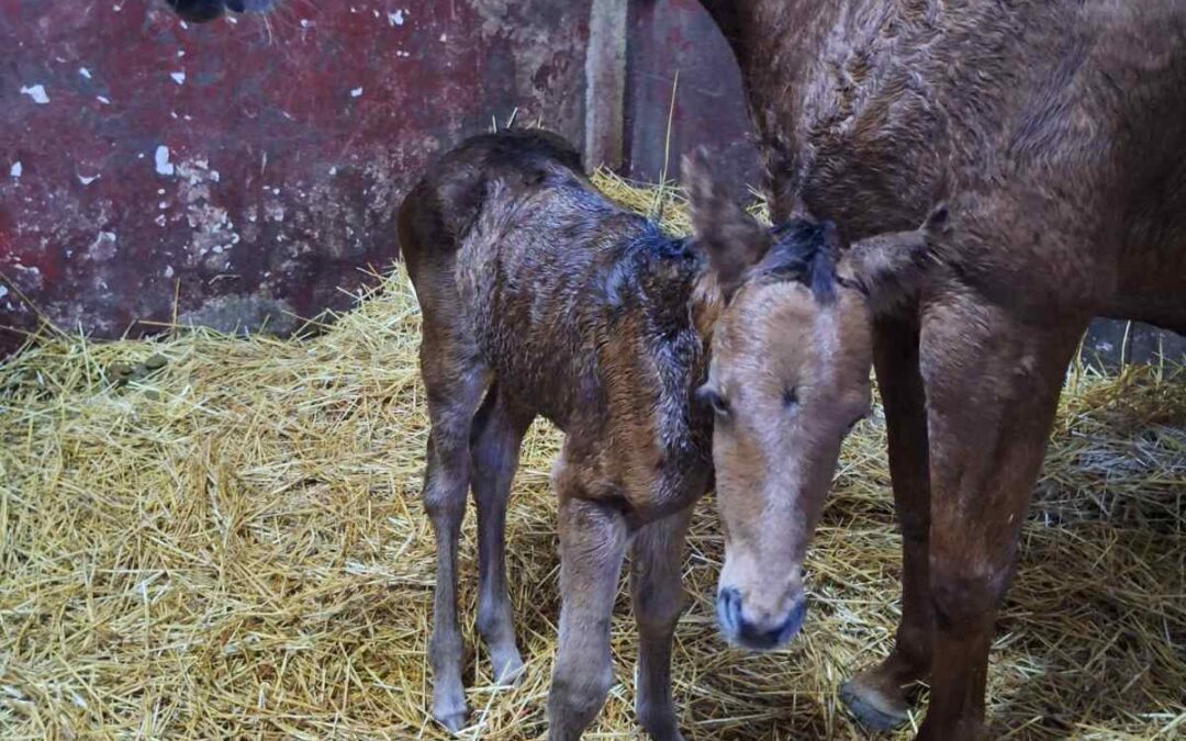 Oждребљено:15.02.2026.