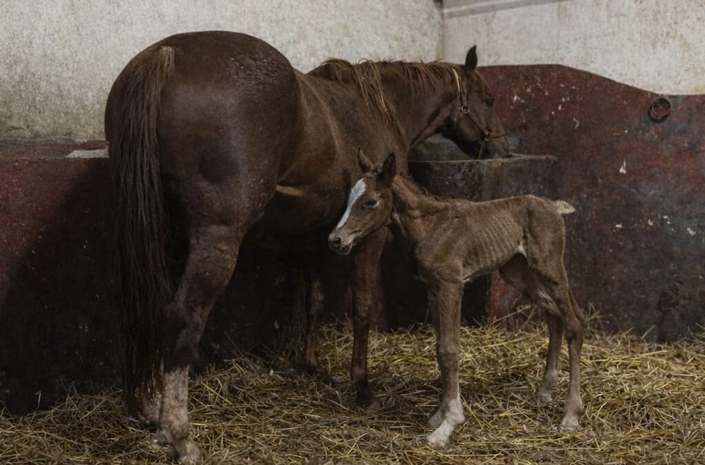 Oждребљено:17.02.2026.