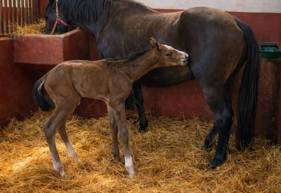 Oждребљено: 02.03.2026.