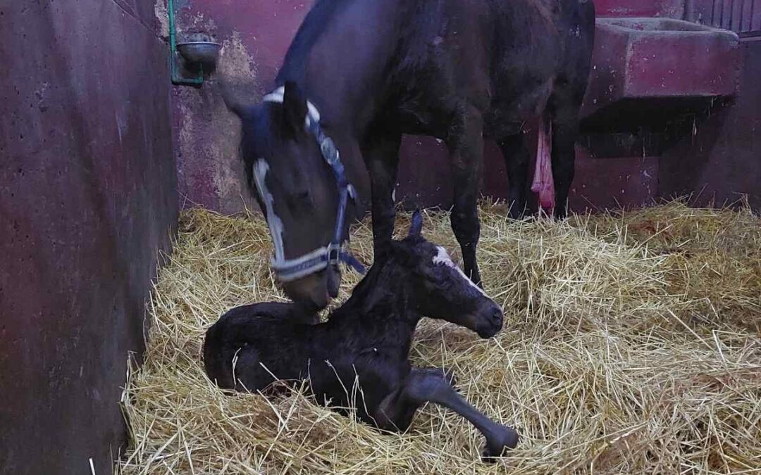 Oждребљено: 09.03.2026.