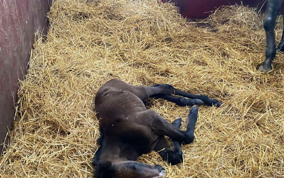 Ождребљено: 16.03.2026.