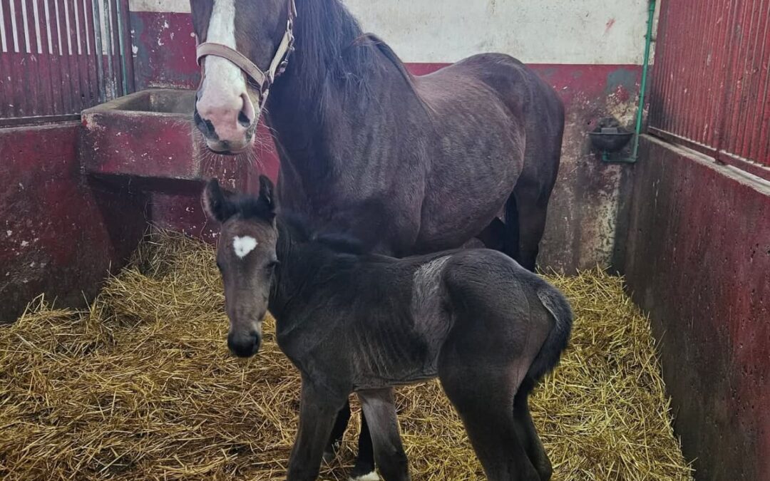 Oждребљено: 07.01.2026